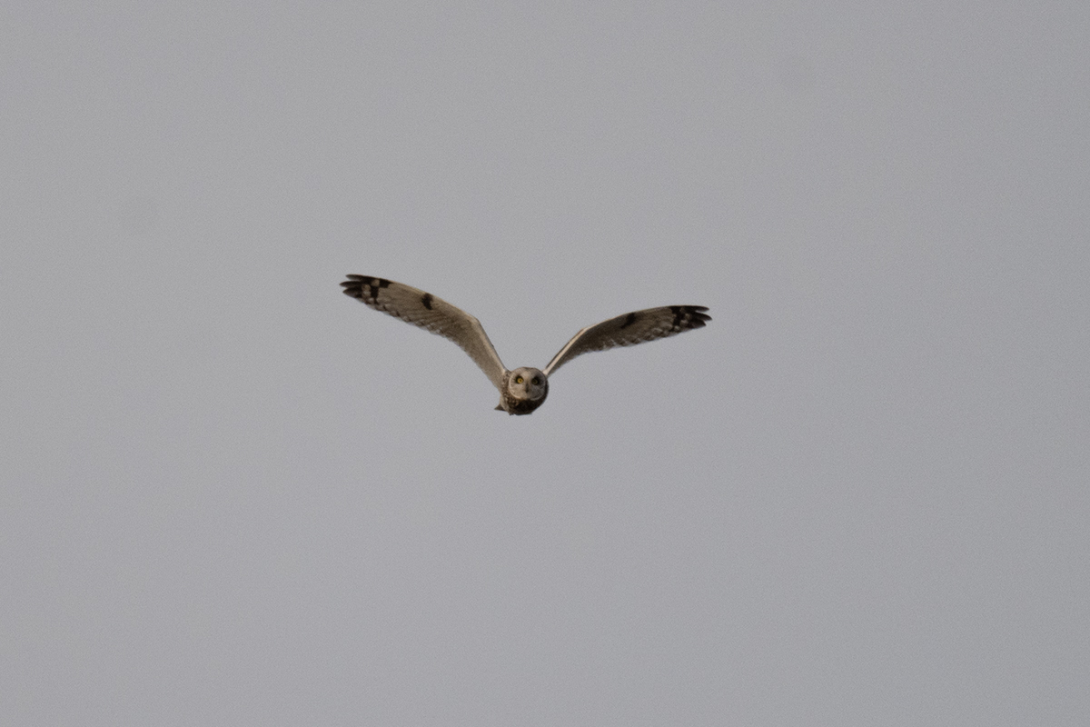 Short-eared Owl
